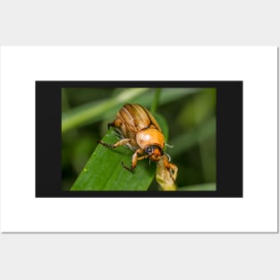 Unique and organic photo of an Anomalla cf. pallida chafer beetle Posters and Art